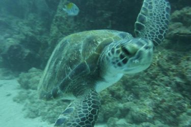 Guanacaste sea turtle